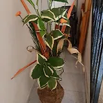 La Casa Di Mimi' * צ'פאלו